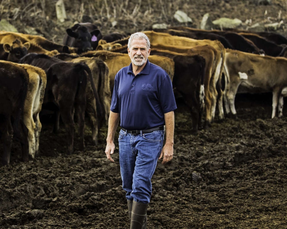 Albert Straus among dairy cows