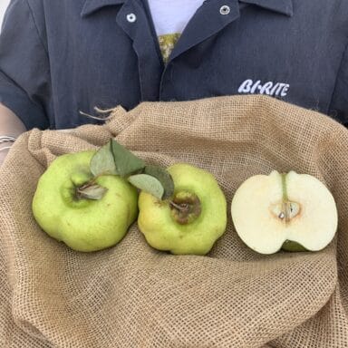 Staff member holding a burlap cloth with three quinces, one cut in half