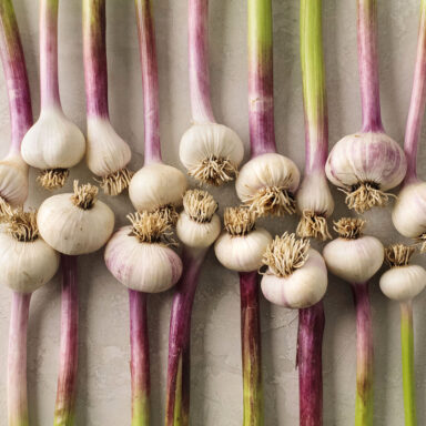 Heads of green garlic facing each other and artfully arranged