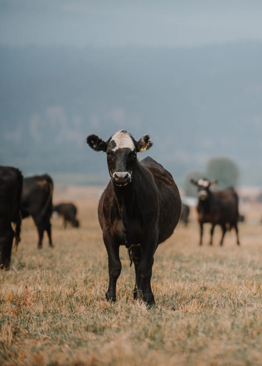 A young black cow in a field looking straight at the camera, with several cows behind him.