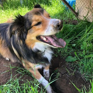 A Black And Tan Fluffy Dog Digging A Hole In Green Grass And Smiling With His Tongue Out