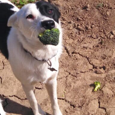 A Black And White Border Collie Holding A Broccoli Floret In Her Mouth