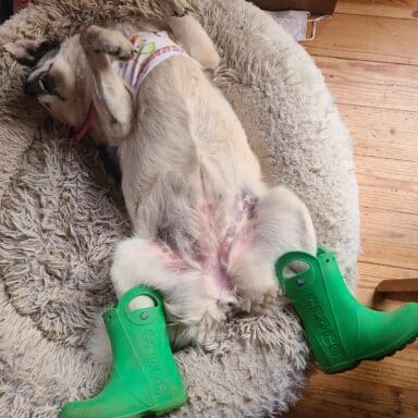 A Border Collie Wearing A Silly T Shirt And Green Rain Boots And Flopped Upside Down On A Dog Bed