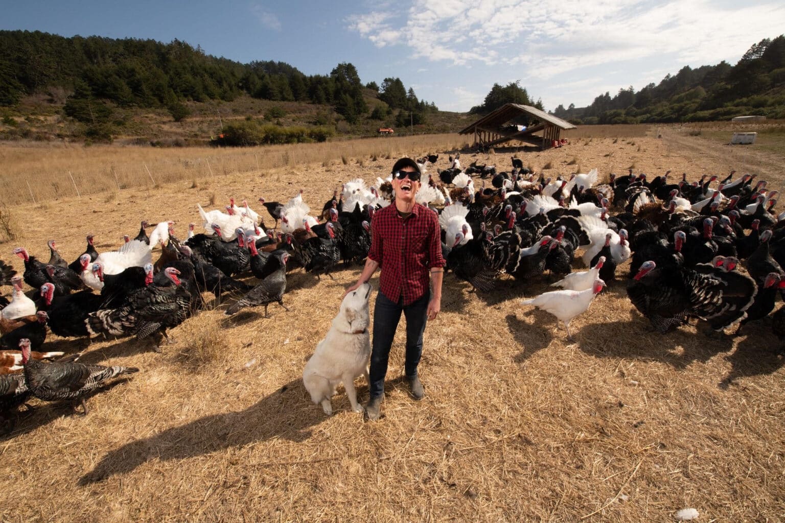 A Farmer And A Fluffy White Guardian Dog Surrounded By A Flock Of Black And White Turkeys.