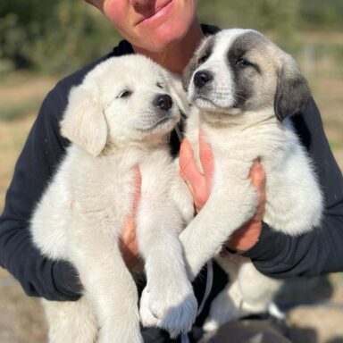 A Farmer Holding Two White And Fluffy Guardian Dog Puppies, Squishing One In Each Arm.