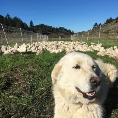 A Fluffy White Guardian Dog Sitting In A Pasture Full Of White Ducks With Blue Sky Overhead