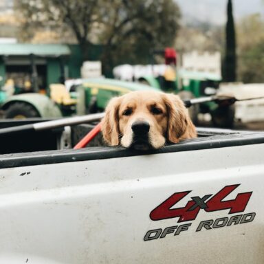 A Golden Retriever Resting His Chin On The Back Of A Pickup Truck
