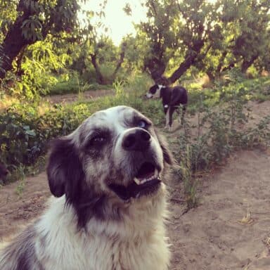 A Gray And White Dog With Mismatched Brown And Blue Eyes, Looking Happy In A Sun Dappled Orchard