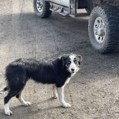 A Scruffy Black And White Border Collie With Piercing Blue Eyes Standing In Front Of A Truck