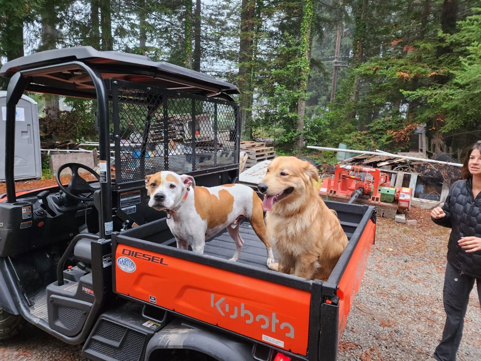 A Tan And White Dog And A Fluffy Yellow Dog Riding In The Back Of An Orange Truck