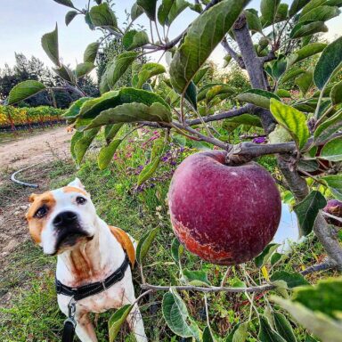 A Tan And White Dog Staring Longingly At A Big Red Apple On A Branch