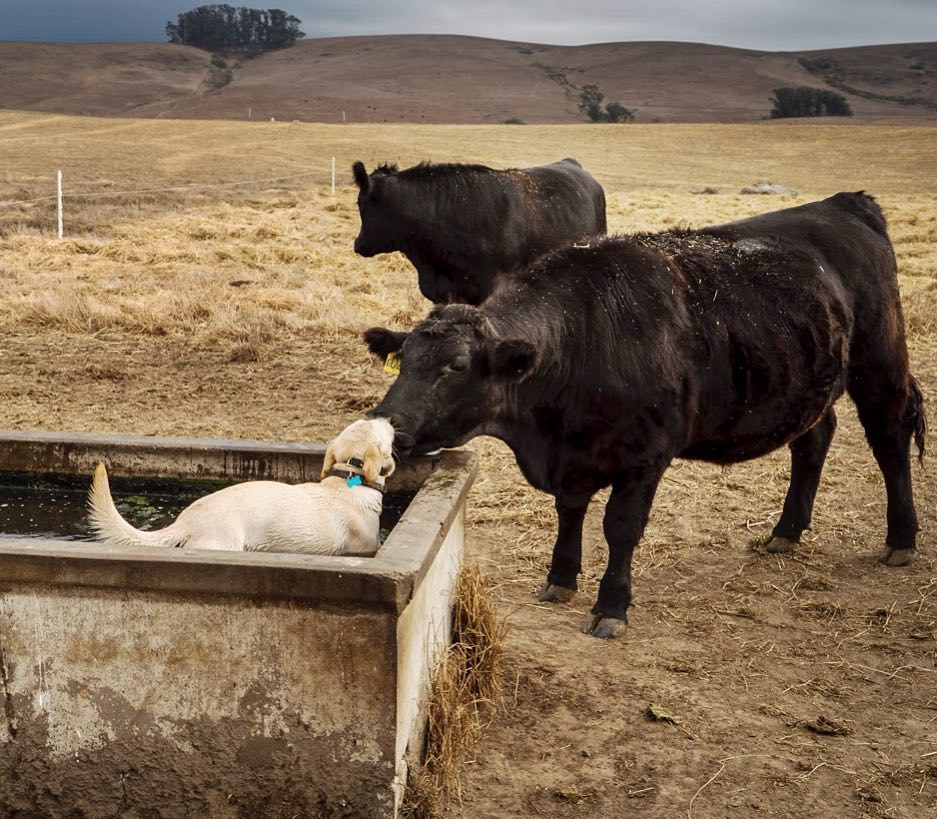 A Yellow Labrador Standing Neck Deep In A Water Trough, While Sniffing The Nose Of A Huge Black Cow