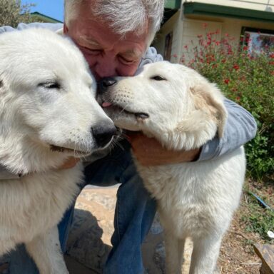 A Man Holding Two White Dogs While Being Licked By The Dog On The Right In Front Of A Farmhouse