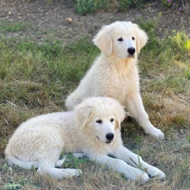 Two Mareema Sheep Dog Puppies In A Field One Lying Down One Sitting