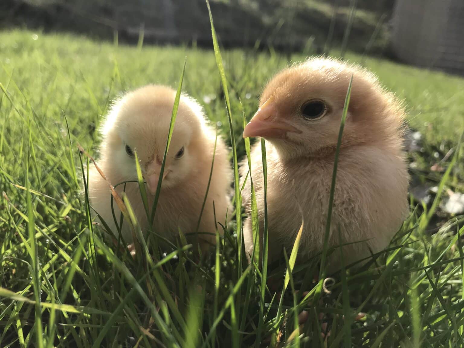 Close up of two chicks in a grass field