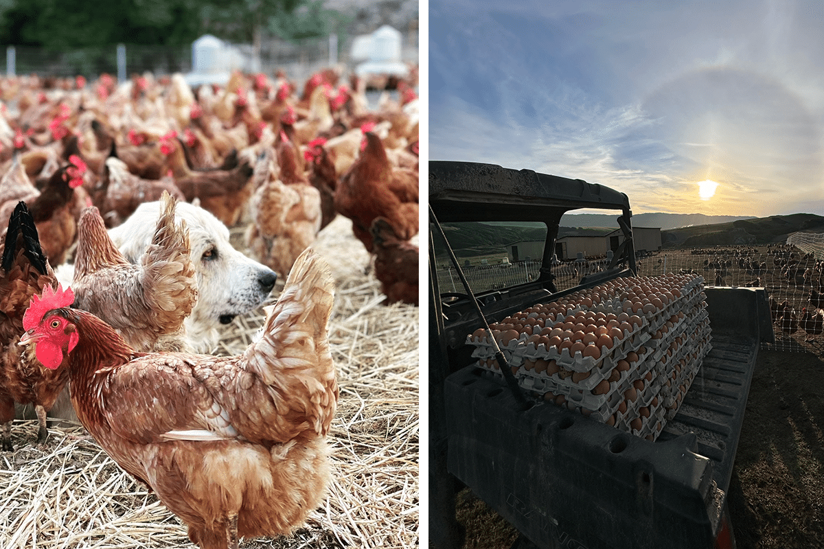 A Dog With Hens And A Truck Full Of Eggs In The Sunset