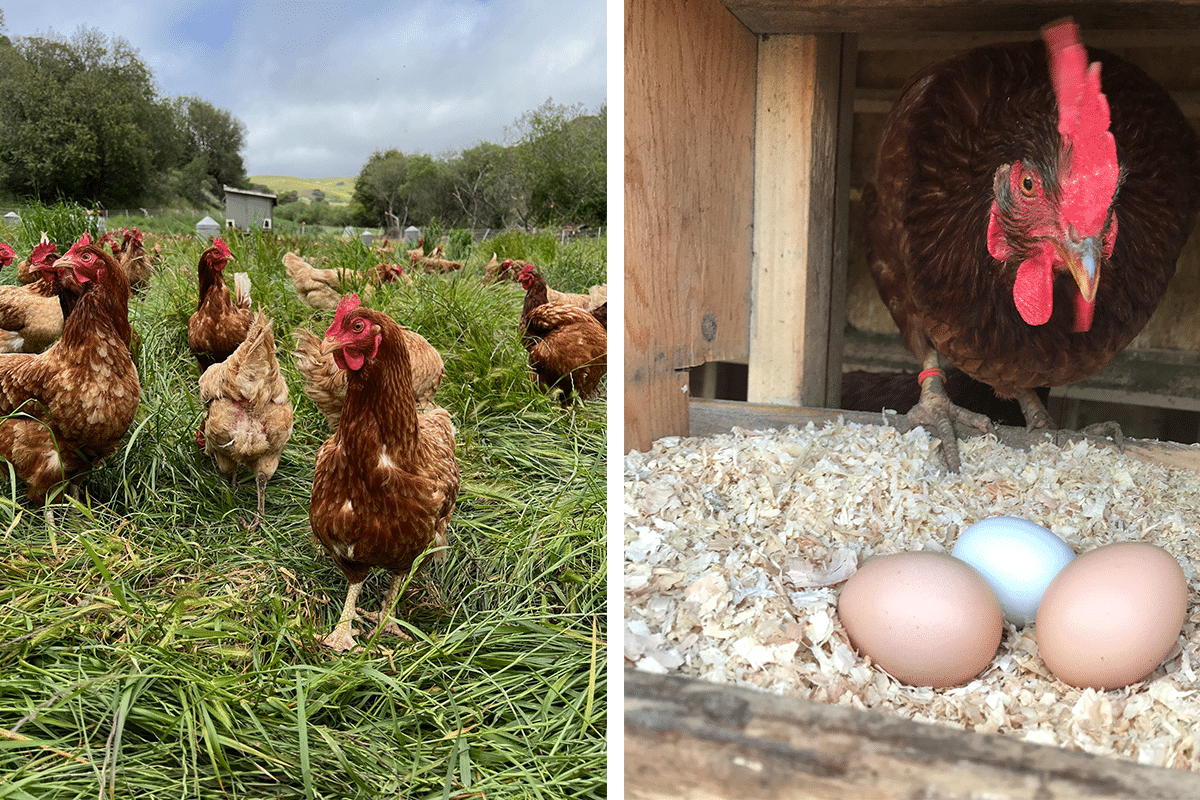A Flock Of Chickens And A Hen Looking At Eggs On Hay