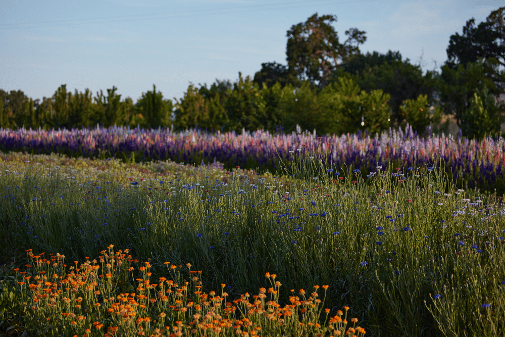 Rows Of Spring Flowers At Full Belly Farm
