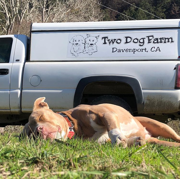 Farm Dog Resting After The Fires Resulted From Climate Change