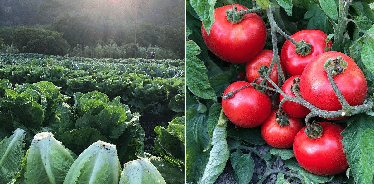 Lettuce & Early Girl Tomatoes Two Dog Farm 