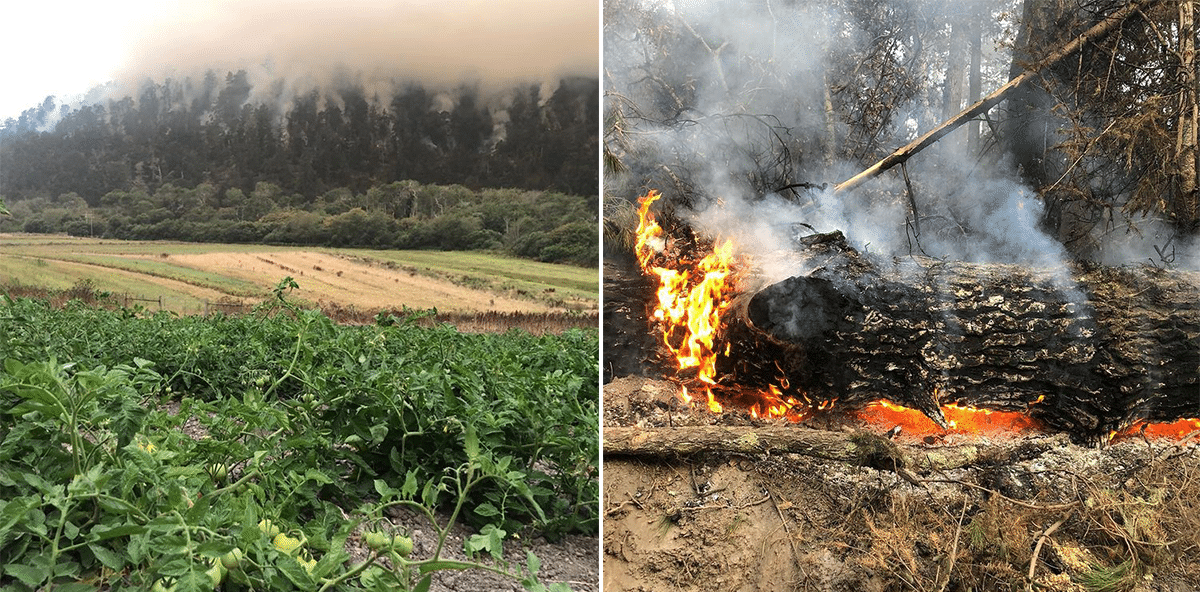 Looking Across A Tomato Field, The Bartles Watched A Ridge Burn. Two Dog Farm Returning A Week Later, Trees Were Still Burning By The Road. Two Dog Farm 