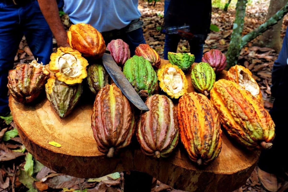 Cacao pods