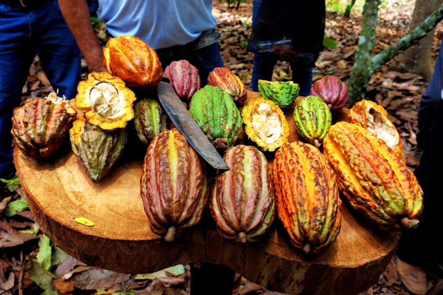 Cacao pods