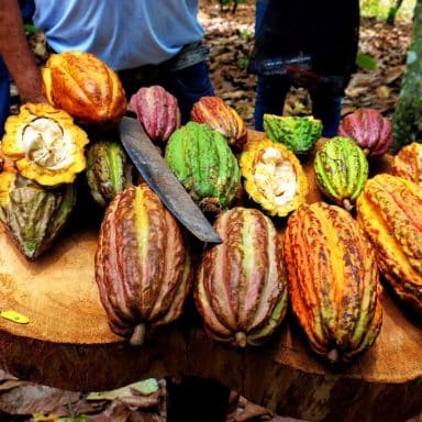 Cacao pods