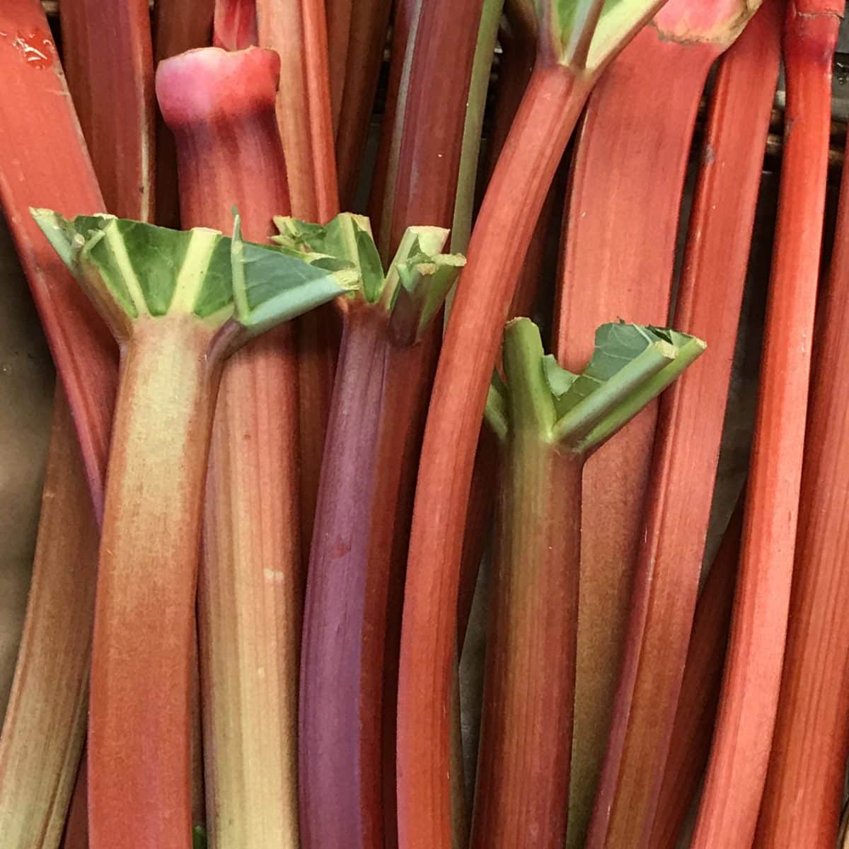 Rhubarb