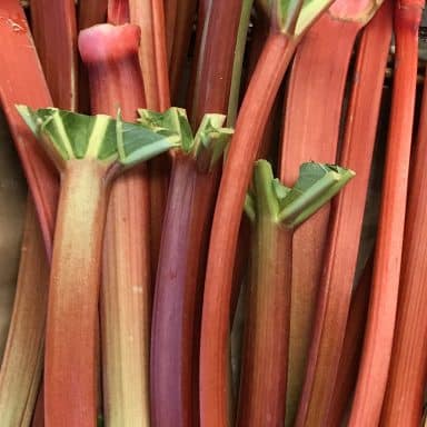 Rhubarb