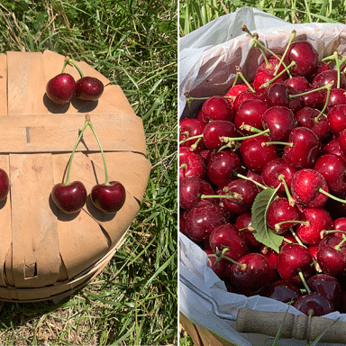 Cherries Hand Picked Into Baskets