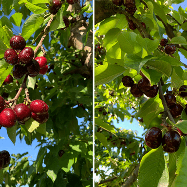 Cherries On The Trees, Ripe For Picking In The Spring