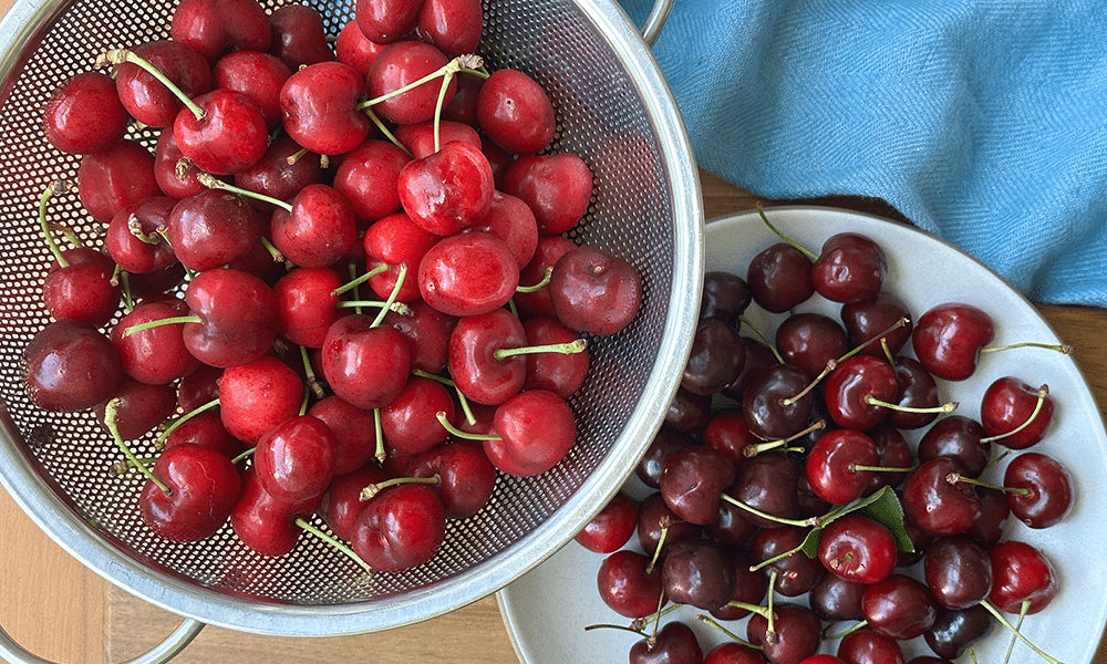 Lapins And Bing Cherries From Chinchiolo Family Farms In A Washing Sieve