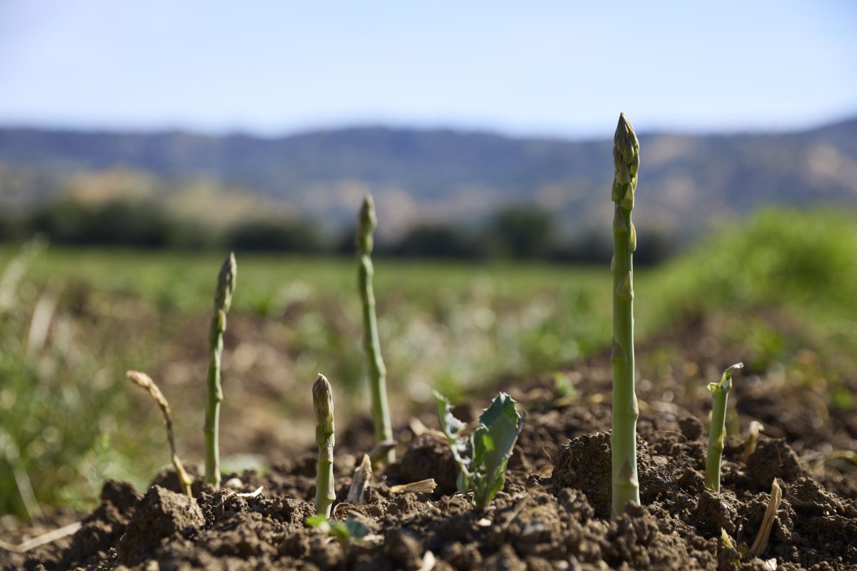 Asparagus Stalks Popping Out Of Ground With Field In Background