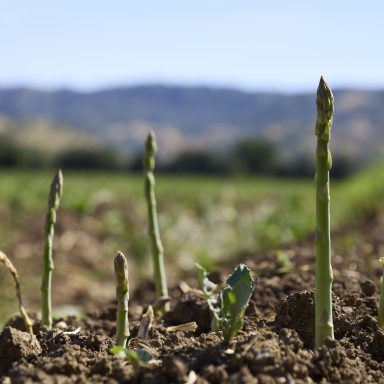 Asparagus Stalks Popping Out Of Ground With Field In Background
