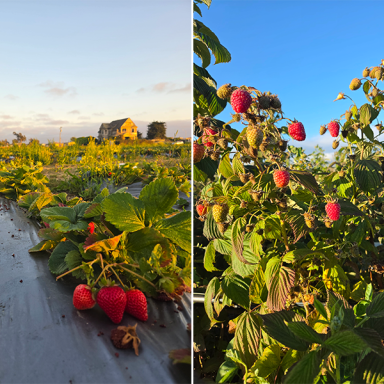 Strawberries Patches Early In The Day At Yerena Farms